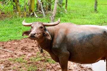 Fototapeta premium Thai buffalo