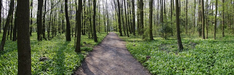 Waldweg im Frühling