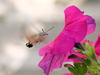 Fototapeta premium Taubenschwänzschen im Schwirrflug