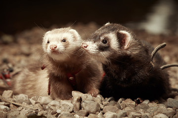 Ferret friends in collar