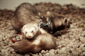 Ferret couple with collars