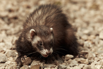 Dark ferret female