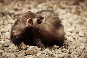 Ferret female on beach
