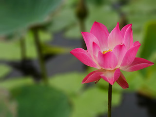 Lotus flower 6