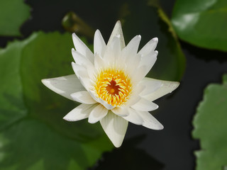 Lotus flower 10