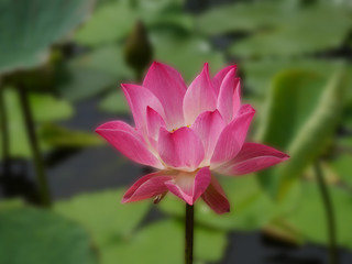Fototapeta premium Lotus flower 1