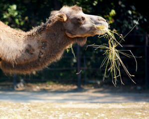 Bactrian camel. Stock photo.
