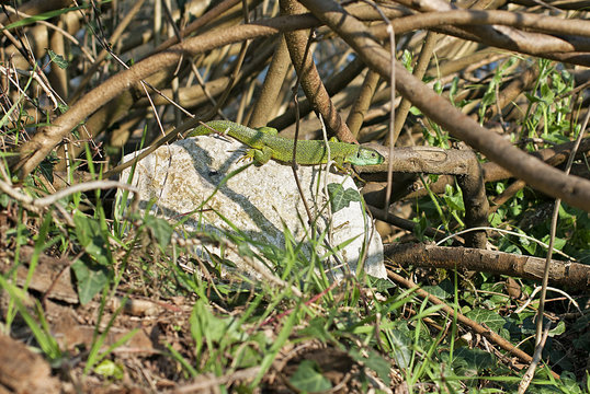 ramarro su un sasso al sole