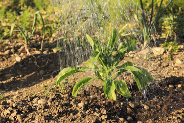 a plant is poured