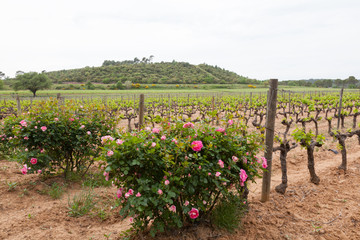 Beautiful pink roses blooming in the vineyard in Provence, France.