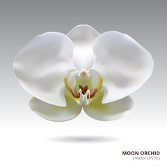 Illustration with Moon Orchid on gray gradient background. Moon Orchid isolated. Vector Orchid.