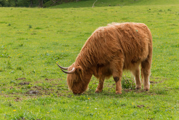 Highland cows. Cow breed originating from scotland