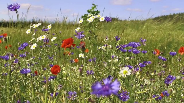 different blossoming wild flowers at the field
