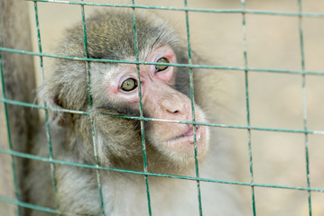Portrait of a monkey sitting in a cage.
