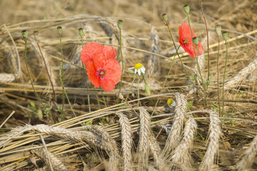 Poppy flowers