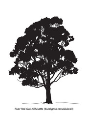 Eucalyptus camaldulensis or River Red Gum Silhouette