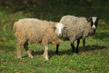 Obraz premium sheep in the village eat grass