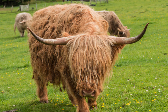 Highland cows. Cow breed originating from scotland