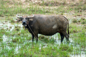 Naklejka na ściany i meble Thai buffalo