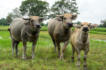 Thai buffalo