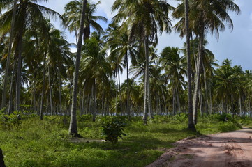 Fototapeta na wymiar Trilha na fazenda de coqueiros