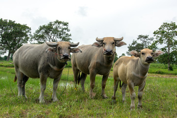 Thai buffalo