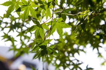 Maple leaves in outdoor garden  summer