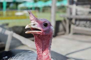 Portrait of Dindon Rouge des Ardennes turkey at the farm