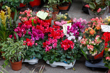 beautiful colorful flowers in flower shop