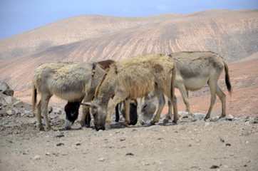 Safari off road à Fuerteventura