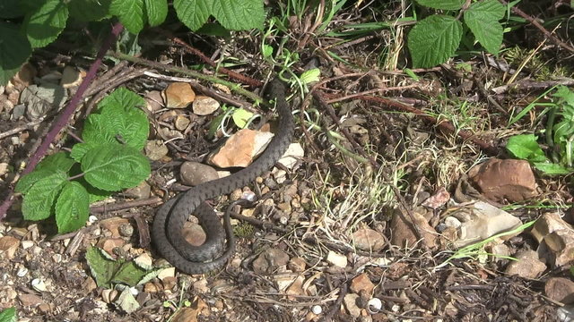 British grass snake slithering in a woodland clearing. 
