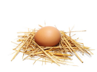  egg in nest isolated on white background