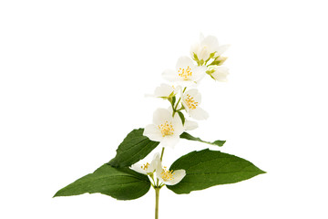 a branch of jasmine