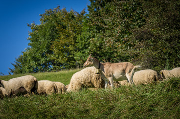Fototapeta premium flock of sheep grazing on green pasture