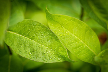 Fototapeta na wymiar water drops on green leaves