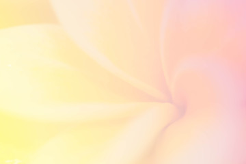 Frangipani flower close up blur and soft background