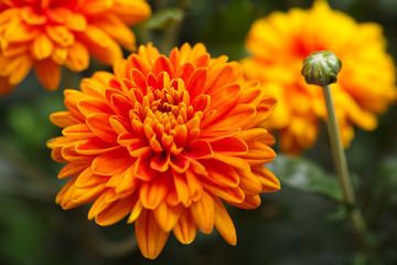 Orange chrysanthemums