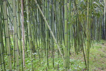 Fototapeta premium bamboo grove