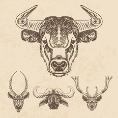 Vector set of hand drawn animal. Vintage illustration with Bulls
