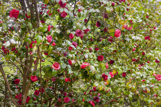 Flower Camellia Japonica