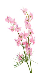 Wild flowers isolated