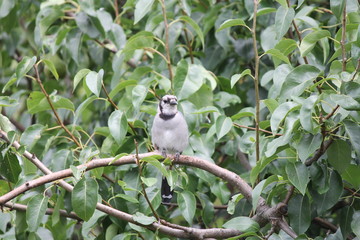 Blue Jay (Cyanocitta cristata) perched on a branch of an old pear tree.