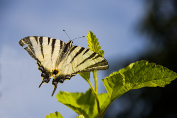 White butterfly on the branch of a bush on a background of blue sky