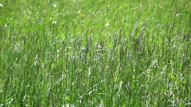 Meadow, blades of grass in the wind