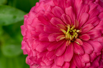Zinnia Flower