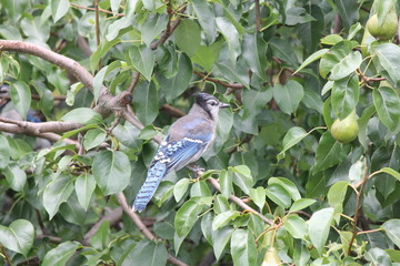 Blue Jay (Cyanocitta cristata) perched on a branch of an old pear tree.


