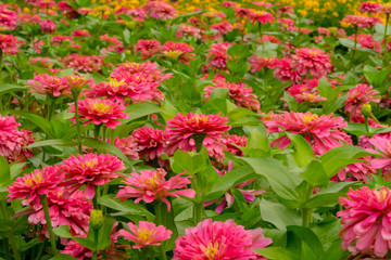 Zinnia Flower