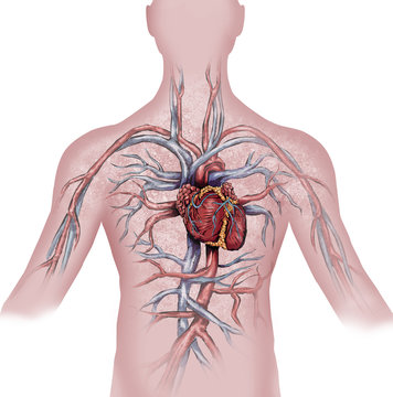 Cuore, sistema circolatorio e infarto
