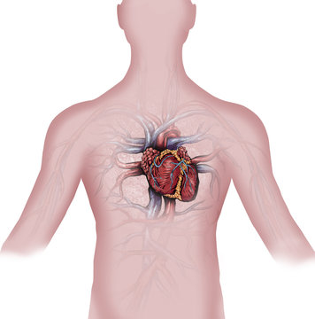 Cuore, sistema circolatorio e infarto