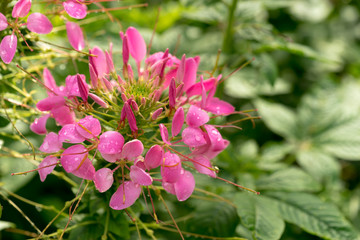 beautiful Cleome Flower